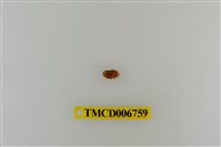 藏品(光輝圓扇蟹)的圖片